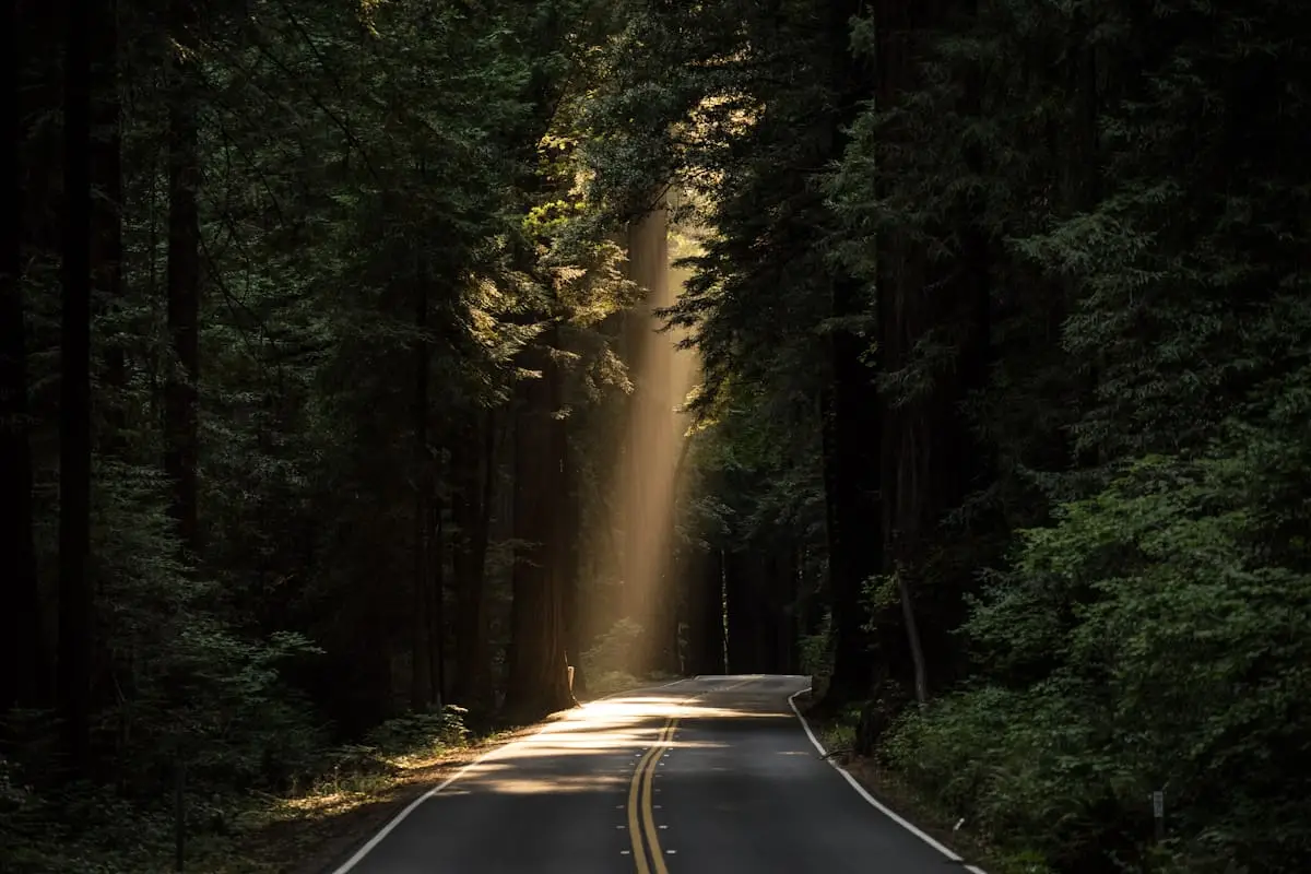 Forest road through native landscape
