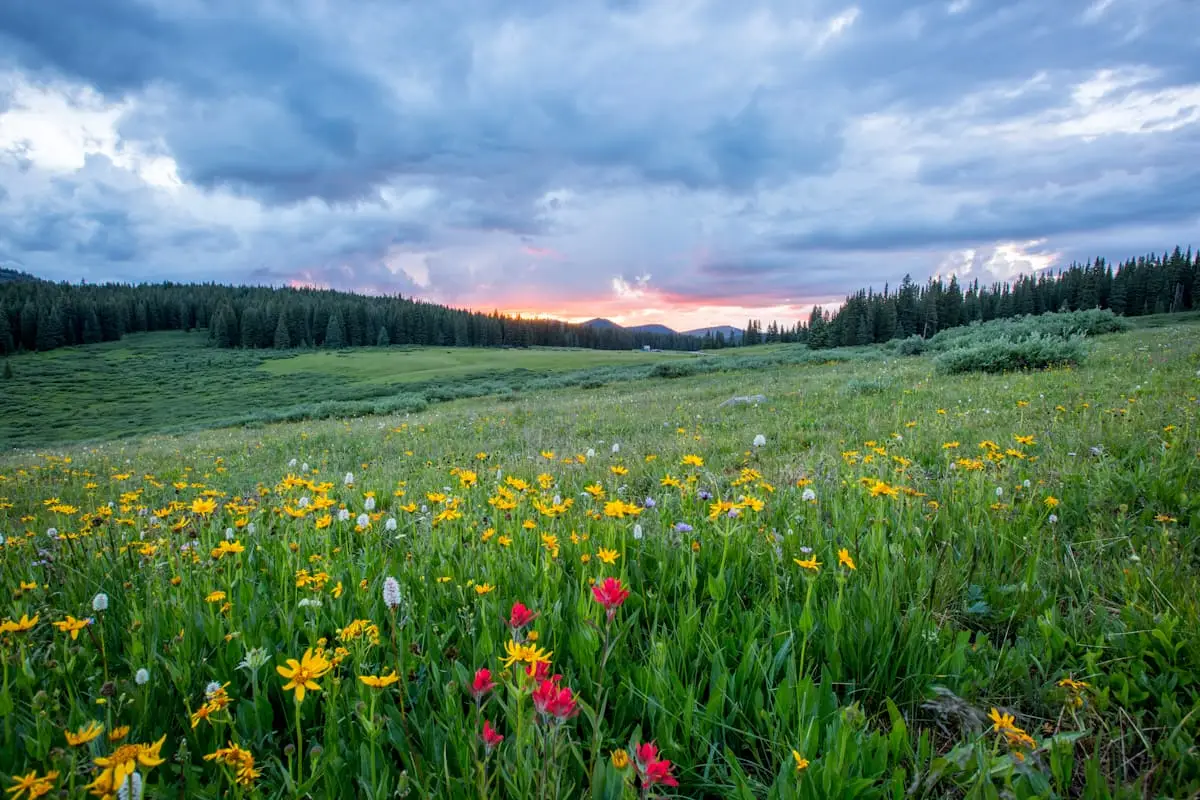 Colourful New Zealand wildflower meadow
