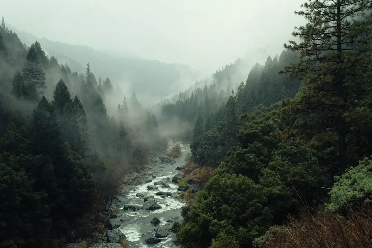 Misty forest river valley