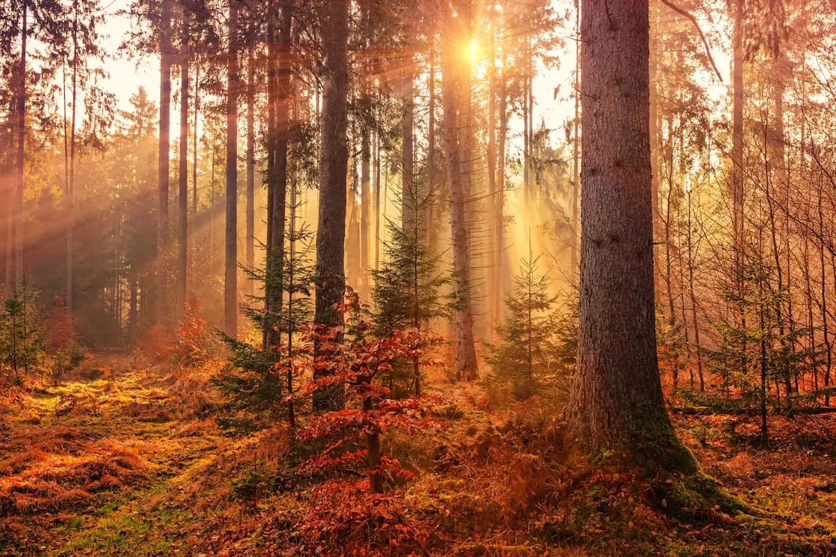 Sunlight through a forest