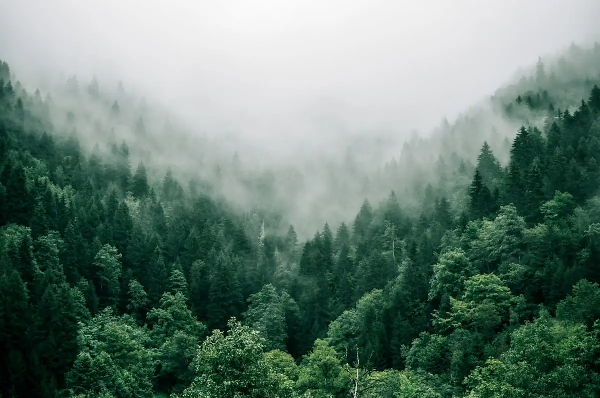 Misty evergreen forest